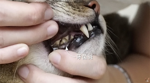 貓牙石全攻略-成因-症狀-預防與去除方法